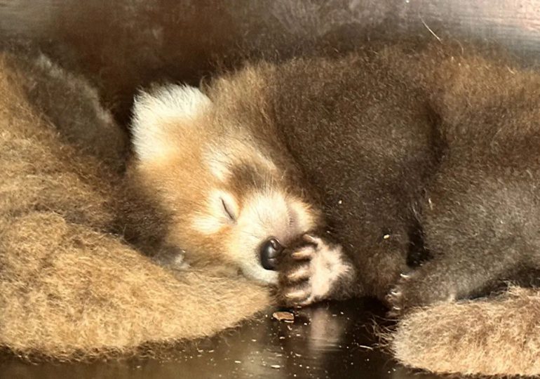 Nacen dos pandas rojos en parque de animales del norte de Francia