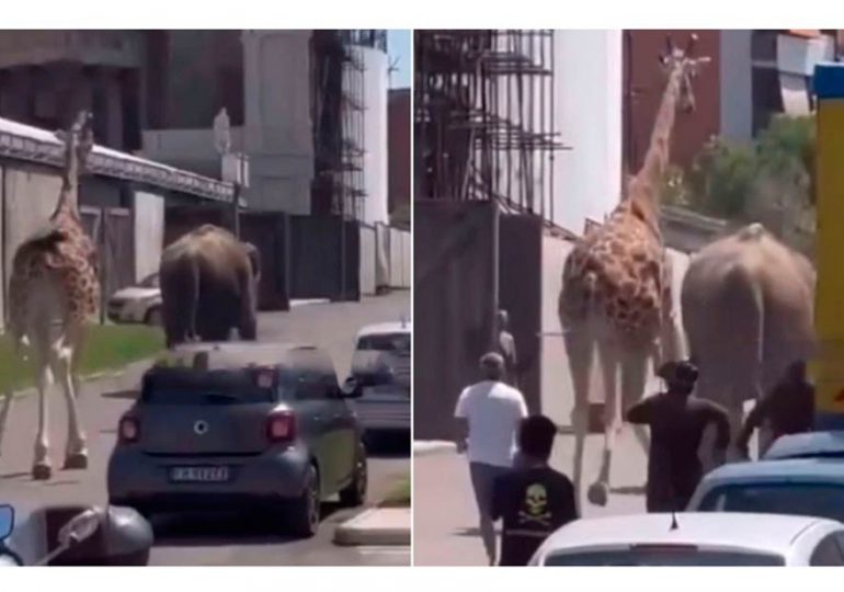 Elefante y jirafa se escapan de estudio de cine en Italia