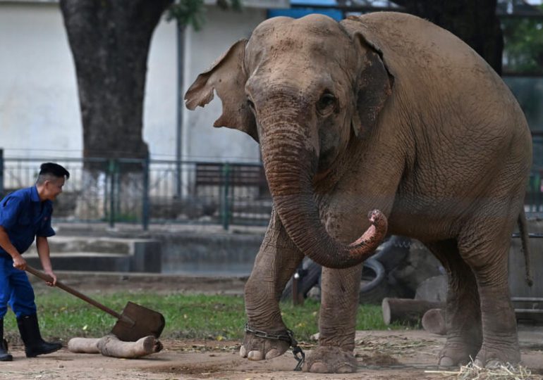 Indignación en Vietnam tras dos elefantas permanecer encadenadas en un zoológico