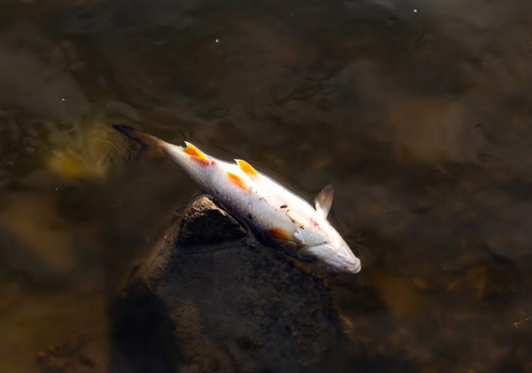 Miles de peces mueren en un lago de Reino Unido tras misteriosa caída de los niveles de oxígeno