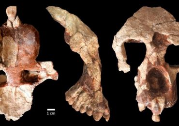 Este fósil de simio apoya una desafiante teoría sobre el origen de los humanos
