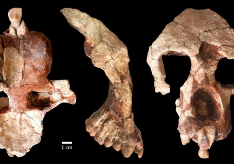 Este fósil de simio apoya una desafiante teoría sobre el origen de los humanos