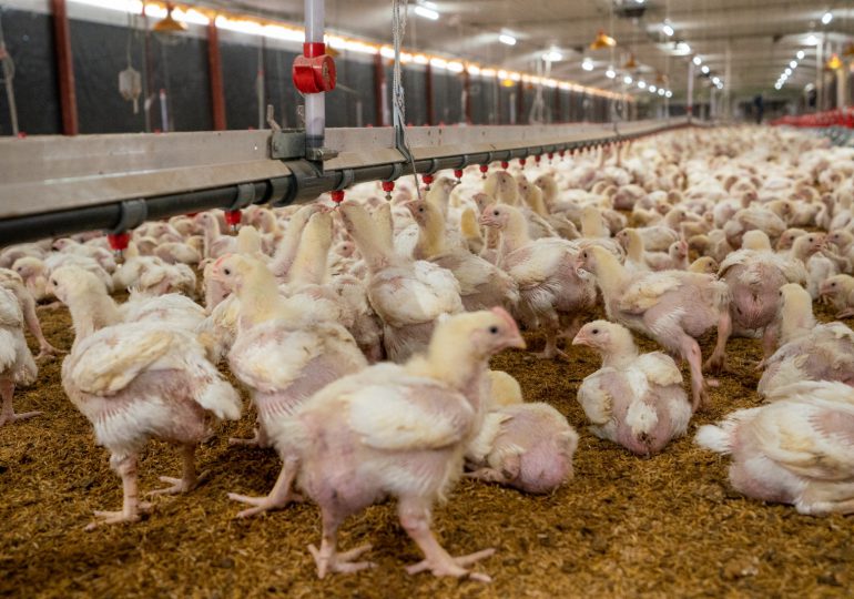 Sector avícola cuenta con una producción de 20.5 millones de unidades de pollos y 287 millones de huevos en agosto
