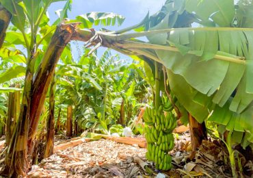 Inespre inicia compra de más de un millón de bananos a productores de Azua afectados por tormenta Franklin