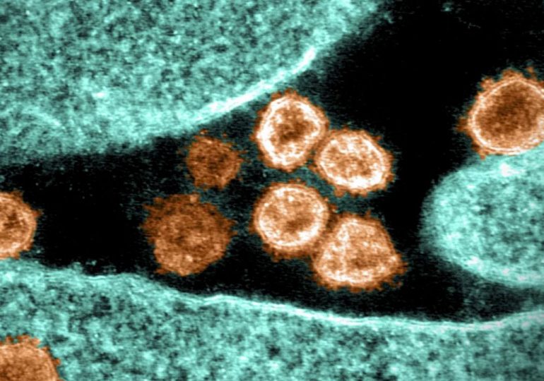 La OMS y EEUU vigilan de cerca nueva variante del virus del covid-19