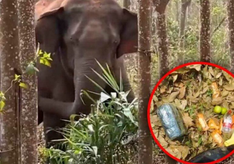 VIDEO | Elefante encuentra más de 2 kilos de opio y alerta a la Policía china