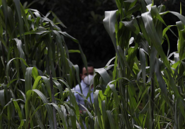 EEUU pide panel de controversias contra México por maíz transgénico
