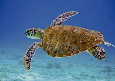 Fundación Eco-Bahia y el Ministerio de Medio Ambiente acuerdan proteger tortugas marinas en peligro de extinción