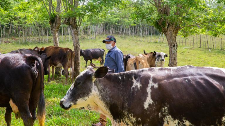 VIDEO | “Ganadería va rumbo a la quiebra; importación de leche aumenta 63% respecto a 2019”, dice PLD