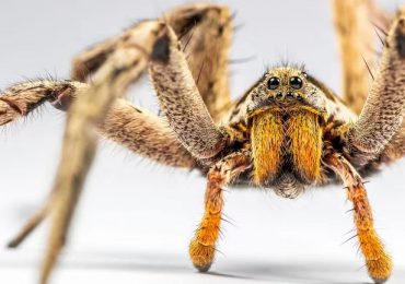 Investigan veneno de araña; serviría como potencial fármaco contra la disfunción eréctil