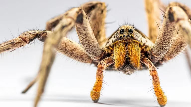 Investigan veneno de araña; serviría como potencial fármaco contra la disfunción eréctil