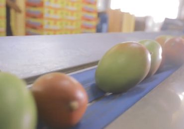 VIDEO | Llega a Costa Rica primer furgón de mangos dominicanos