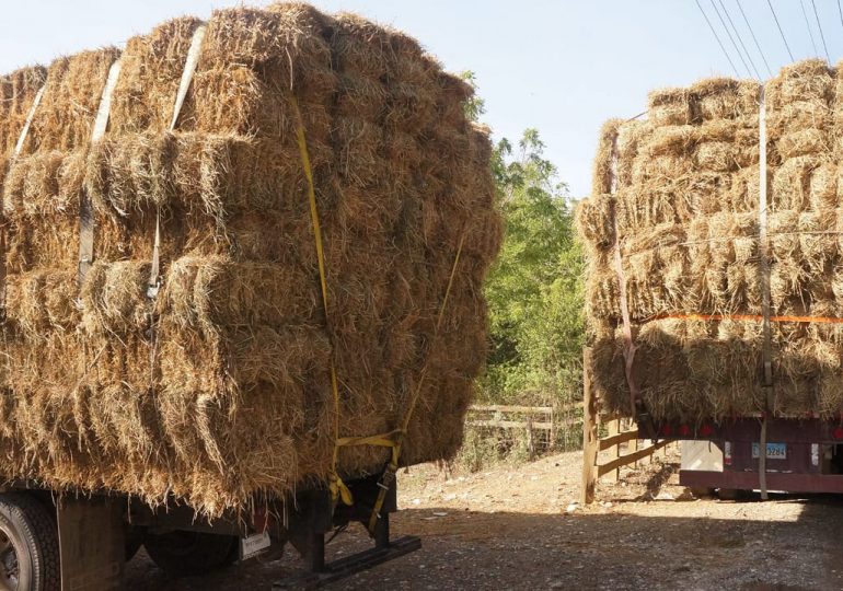 Gobierno entrega más de 100 mil pacas de pasto a ganaderos afectos por sequía