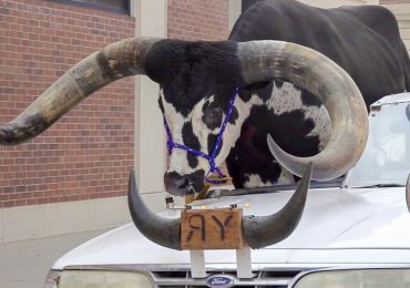 VIDEO | Detienen a un hombre por llevar a un gran toro en el asiento de copiloto
