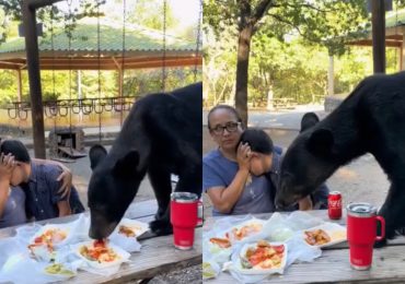 VIDEO | Una familia en México fue sorprendida por un oso mientras disfrutaban de un picnic