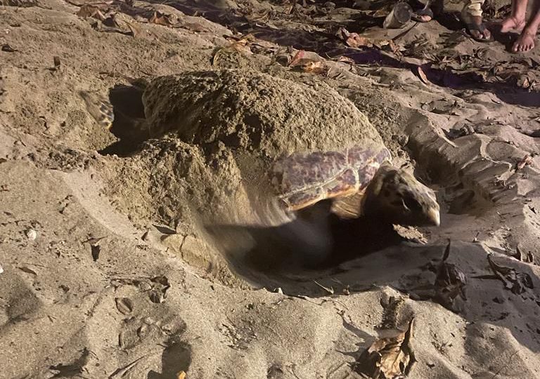 Medio Ambiente y comunitarios unidos en la protección de tortuga que anida con éxito en Cabarete
