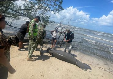 Medio Ambiente investiga causa de muerte de un manatí en Playa Los Botes, de La Isabela