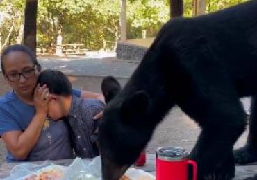 Una familia en México fue sorprendida por un oso mientras disfrutaban de un picnic