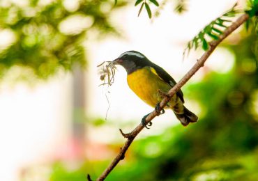 Millones de aves migratorias llegan a RD; posibilitan investigación para conservación de la flora y fauna dominicana