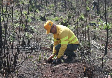Bomberos forestales plantan 3 mil árboles en área de Loma Guaigüí afectada por incendio