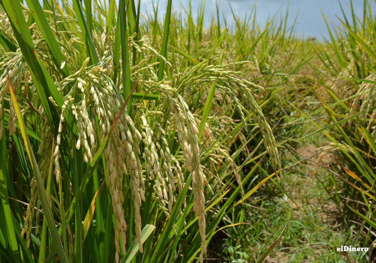 Día mundial del arroz encuentra RD con autosuficiencia en el mercado