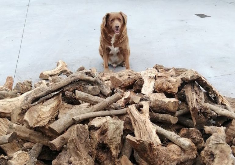 Muere Bobi, el perro más longevo del mundo