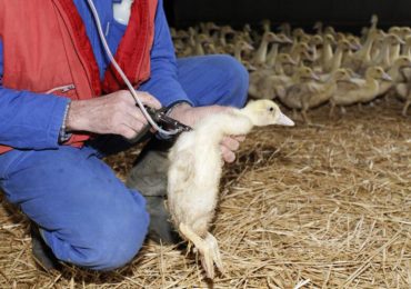 Francia empieza a vacunar a millones de patos contra la gripe aviar
