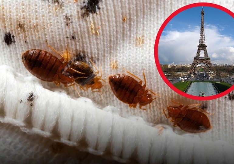 Plaga de chinches infesta París