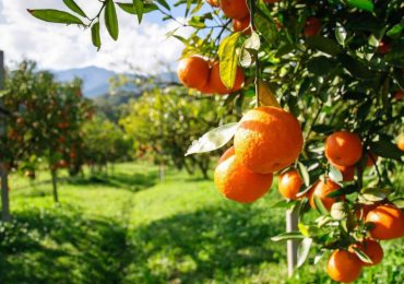 Departamento de Agricultura de EEUU prevé todas las categorías de cítricos experimenten descensos en su producción