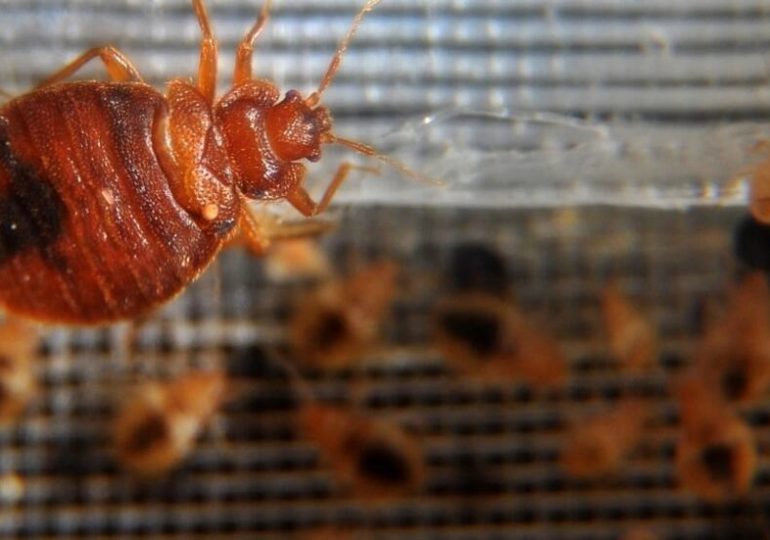 Chinches de cama, la psicosis se apodera de Francia