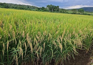 FERSAN presenta nueva variedad de arroz