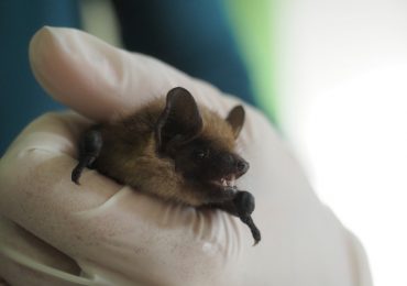 Jubilado neerlandés ayuda a resolver el misterio del fabuloso pene de un murciélago