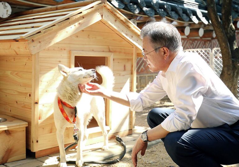 Corea del Sur busca salvar un millón de perros de los restaurantes cada año