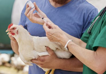 Francia eleva a “moderado” el nivel de riesgo por gripe aviar