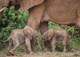 Nacen elefantes “gemelos” en Kenia un hecho poco frecuente