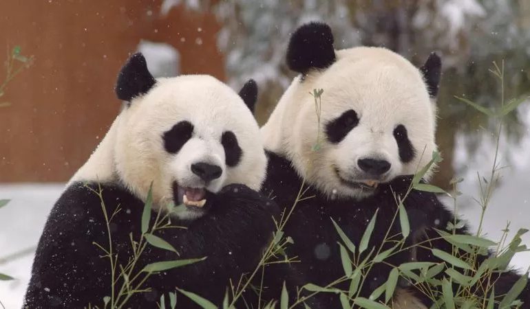 ¿Fin de la diplomacia de los pandas? ¿Por qué China pide a varios países que les devuelvan sus icónicos osos?