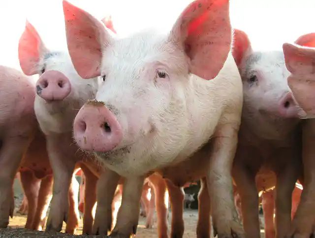 Productores de cerdo en la provincia Duarte califican de “catastróficas” las importaciones de carne en el país
