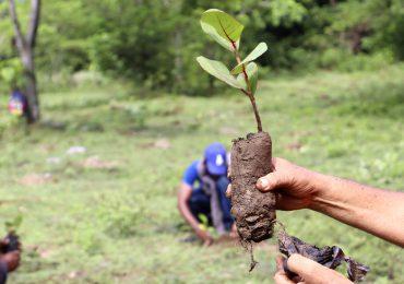 El Plan Nacional de Reforestación 2023-2024 ha plantado más de 5.8 millones de árboles 