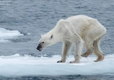 Los osos polares modifican su comportamiento en Groenlandia debido al cambio climático