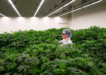 Países Bajos inicia experimento de cannabis legal en dos ciudades
