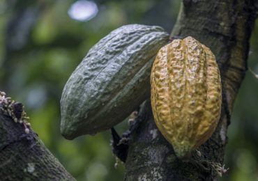 Fabricante líder de chocolates utiliza cacao obtenido de la explotación infantil en África