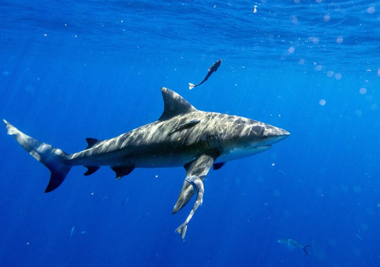 Un hawaiano muere por un ataque de tiburón