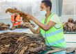 Embajada dominicana abre el mercado egipcio al tabaco nacional