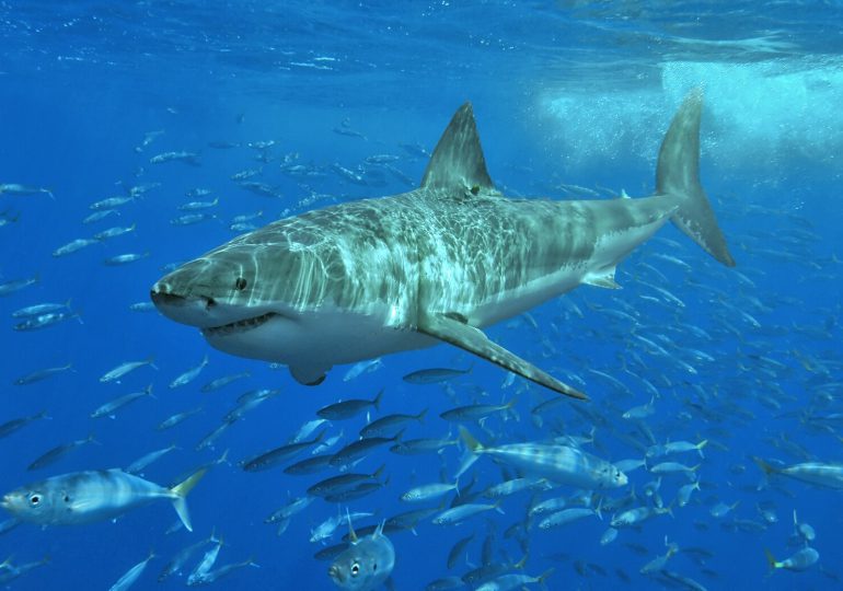Tiburón mata a adolescente en Australia Meridional