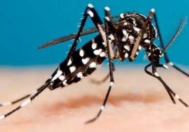 Guatemala registra casi 100 muertos por brote de dengue