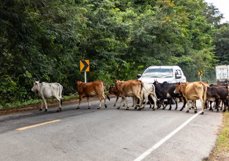 Piden a Procuraduría de Protección Animal  realizar operativo por animales en carreteras en Monte Plata 