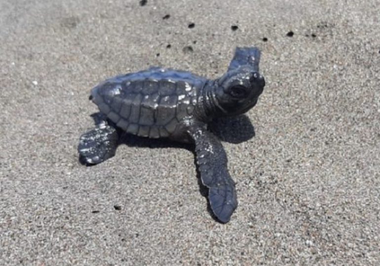 Liberan más de 1,000 neonatos de tortugas marinas