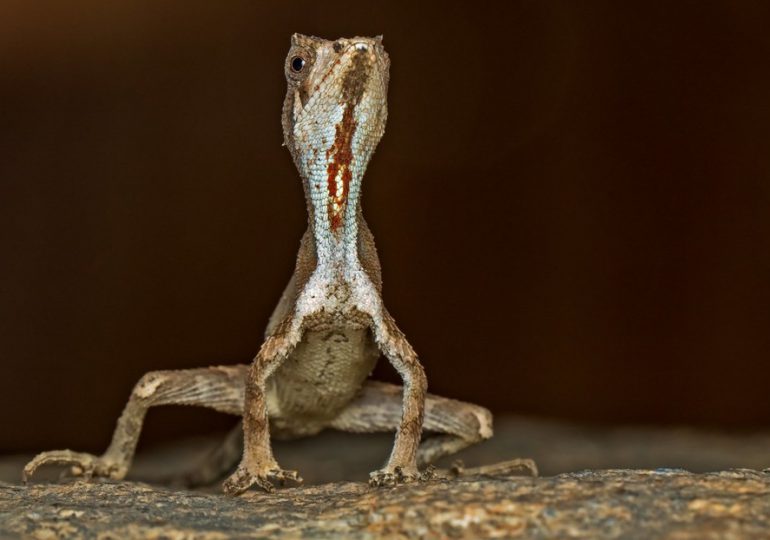 Descubren un "dragón diminuto" en el sur de la India