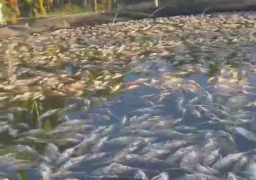 Denuncian muerte de más de 60 mil peces por un corte de electricidad en La Vega