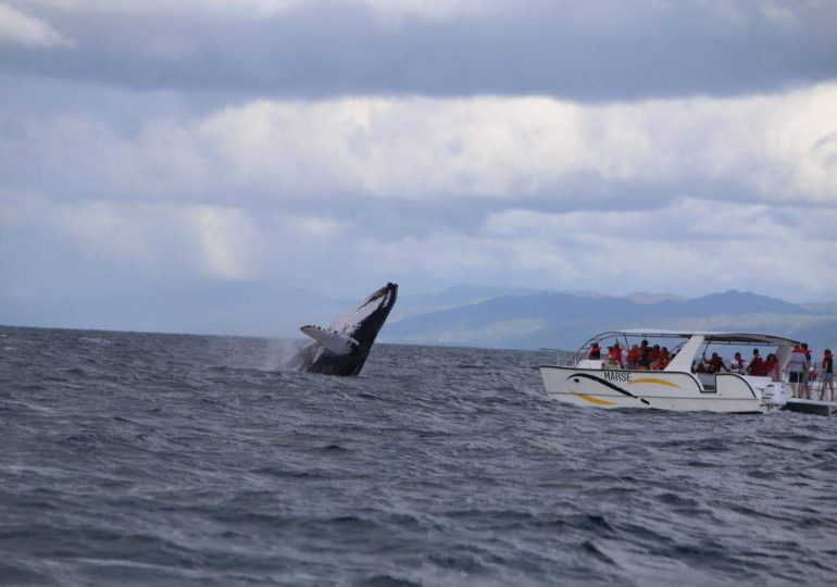 Medio Ambiente firma acuerdo de compromiso para proteger ballenas jorobadas este 2024 en Samaná